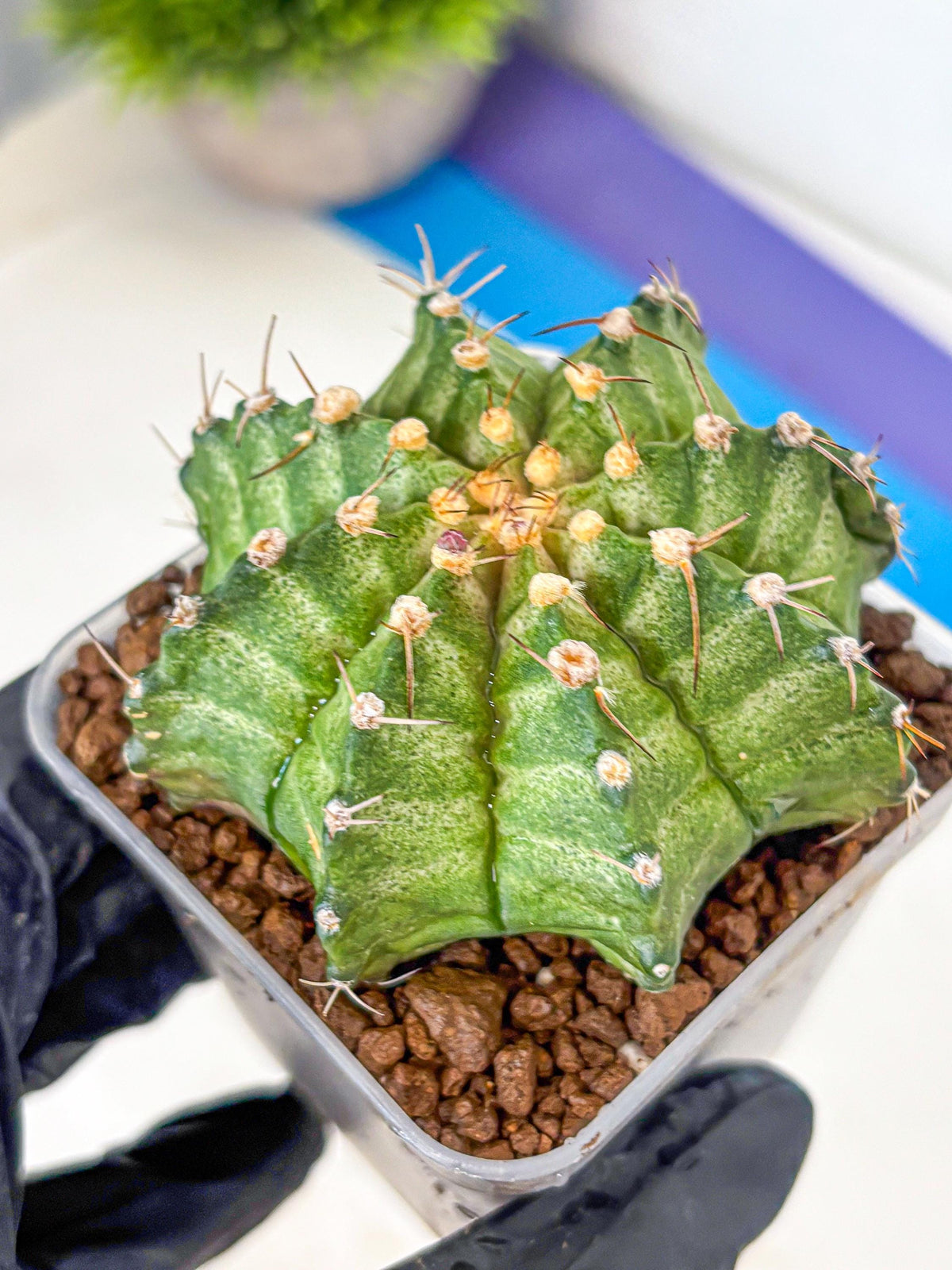 Gymnocalycium T-Lux Neon (gy14) (8) | Collector’s Edition