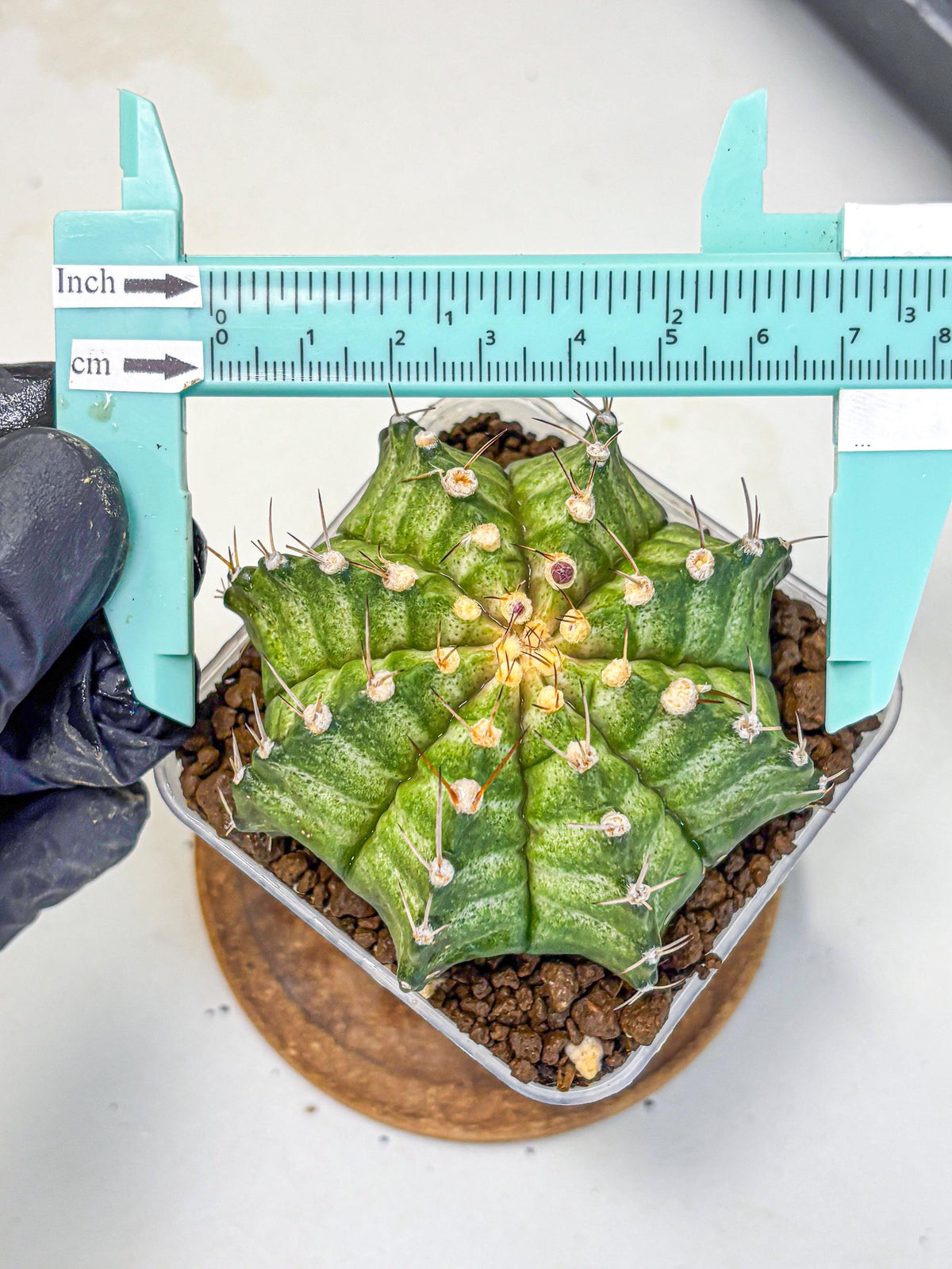 Gymnocalycium T-Lux Neon (gy14) (8) | Collector’s Edition