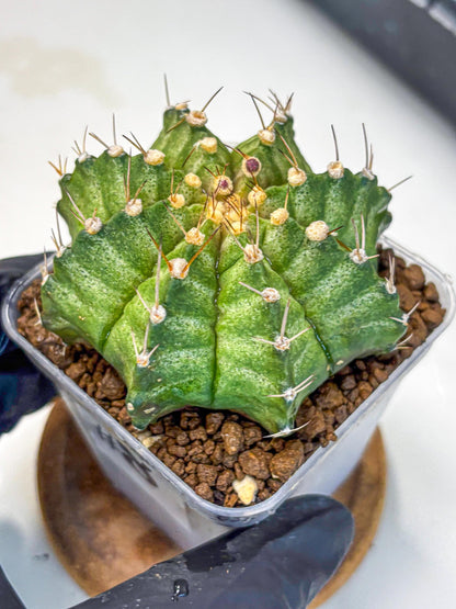 Gymnocalycium T-Lux Neon (gy14) (8) | Collector’s Edition