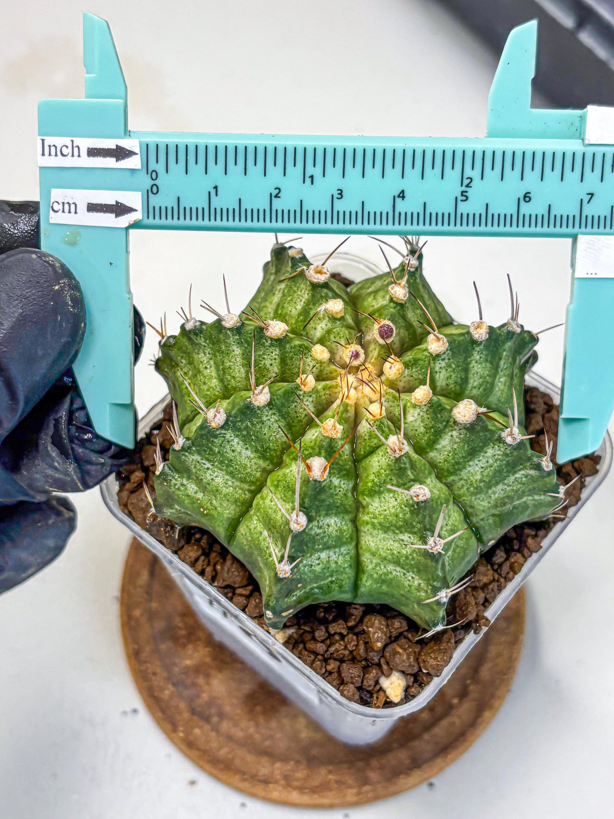 Gymnocalycium T-Lux Neon (gy14) (8) | Collector’s Edition