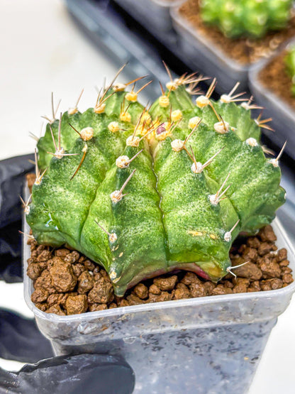 Gymnocalycium T-Lux Neon (gy14) (8) | Collector’s Edition
