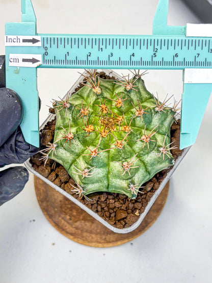 Gymnocalycium T-Lux Neon (gy14) (9) | Collector’s Edition