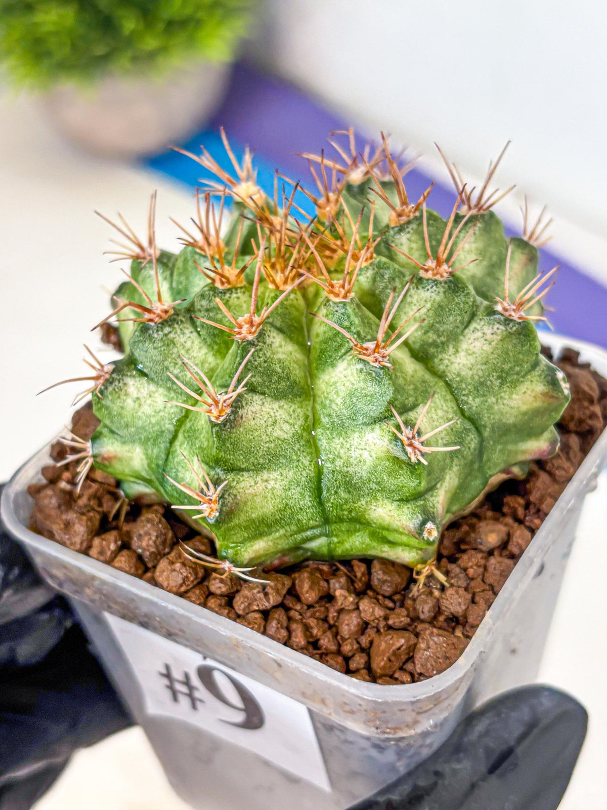 Gymnocalycium T-Lux Neon (gy14) (9) | Collector’s Edition