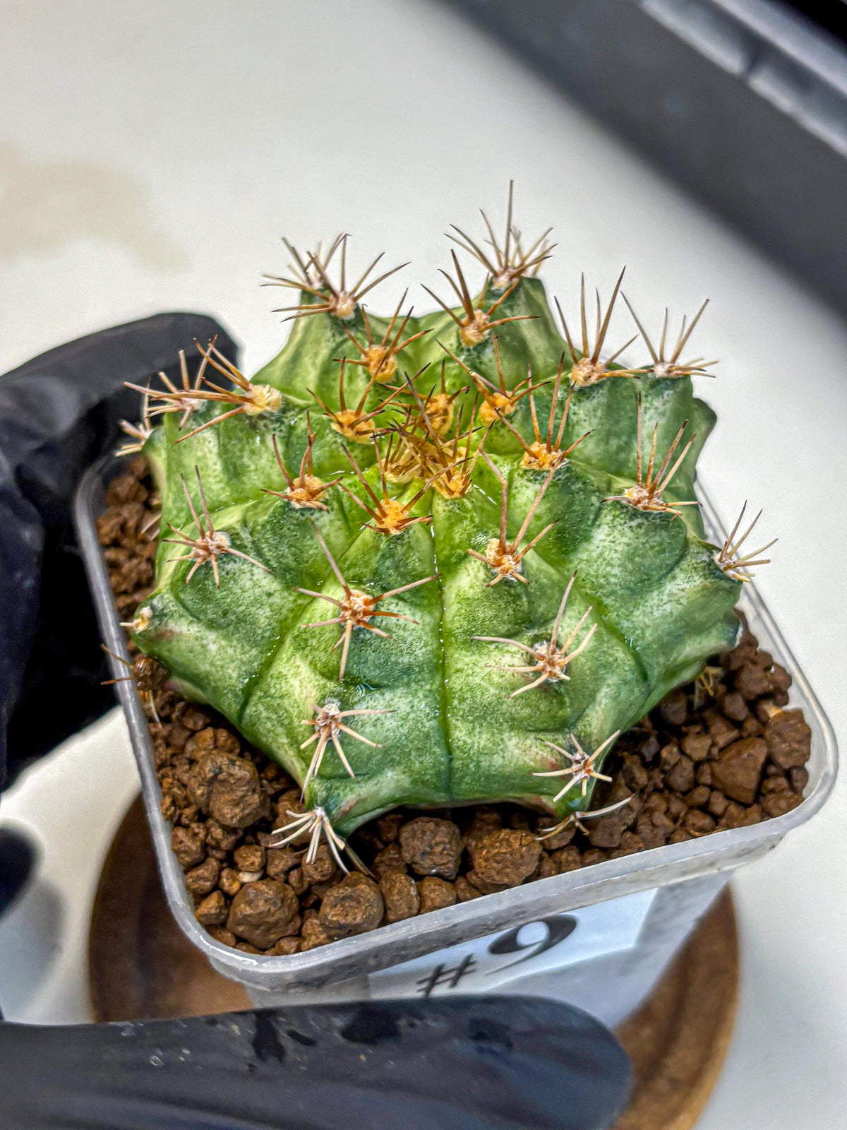 Gymnocalycium T-Lux Neon (gy14) (9) | Collector’s Edition