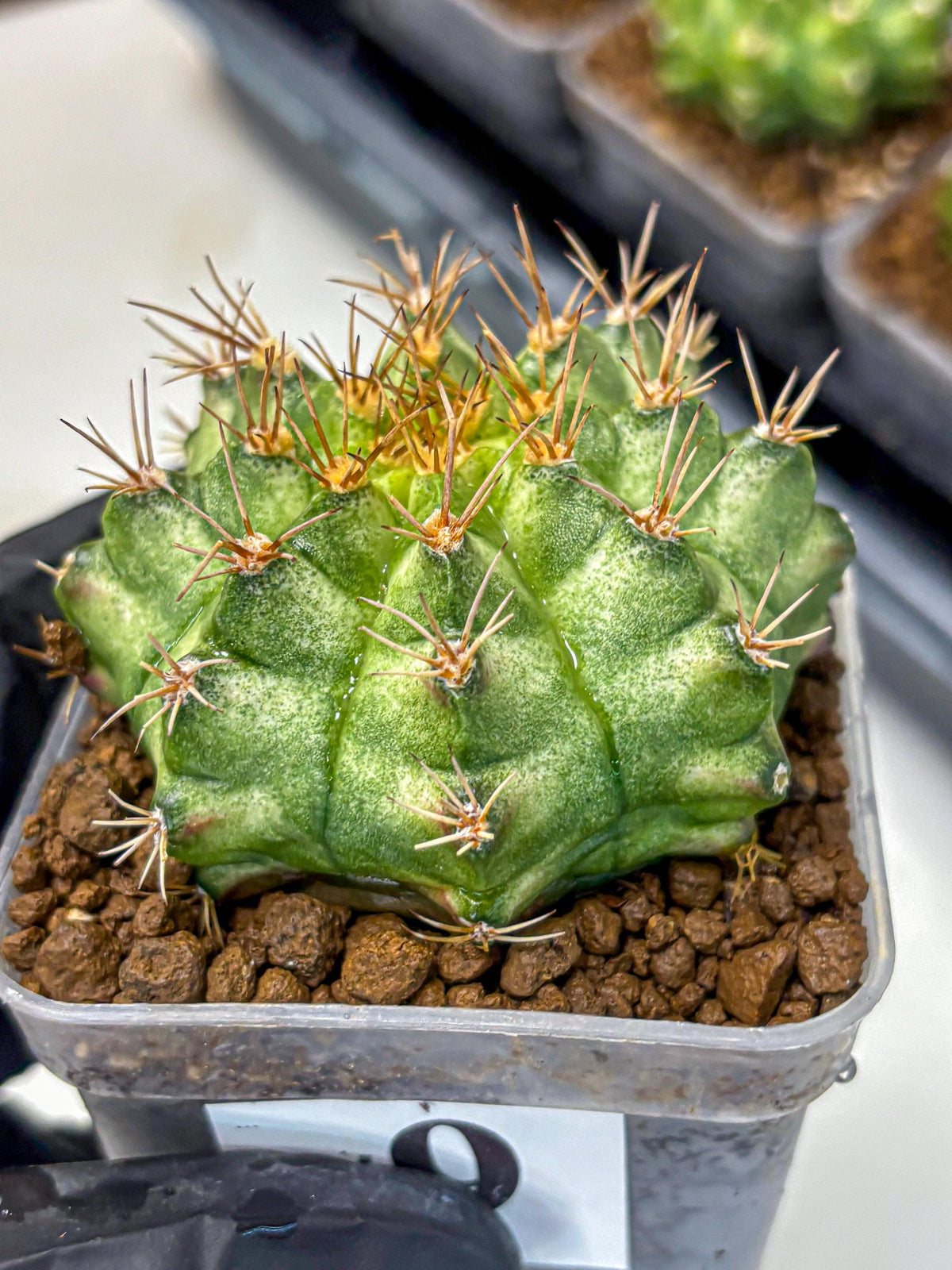 Gymnocalycium T-Lux Neon (gy14) (9) | Collector’s Edition