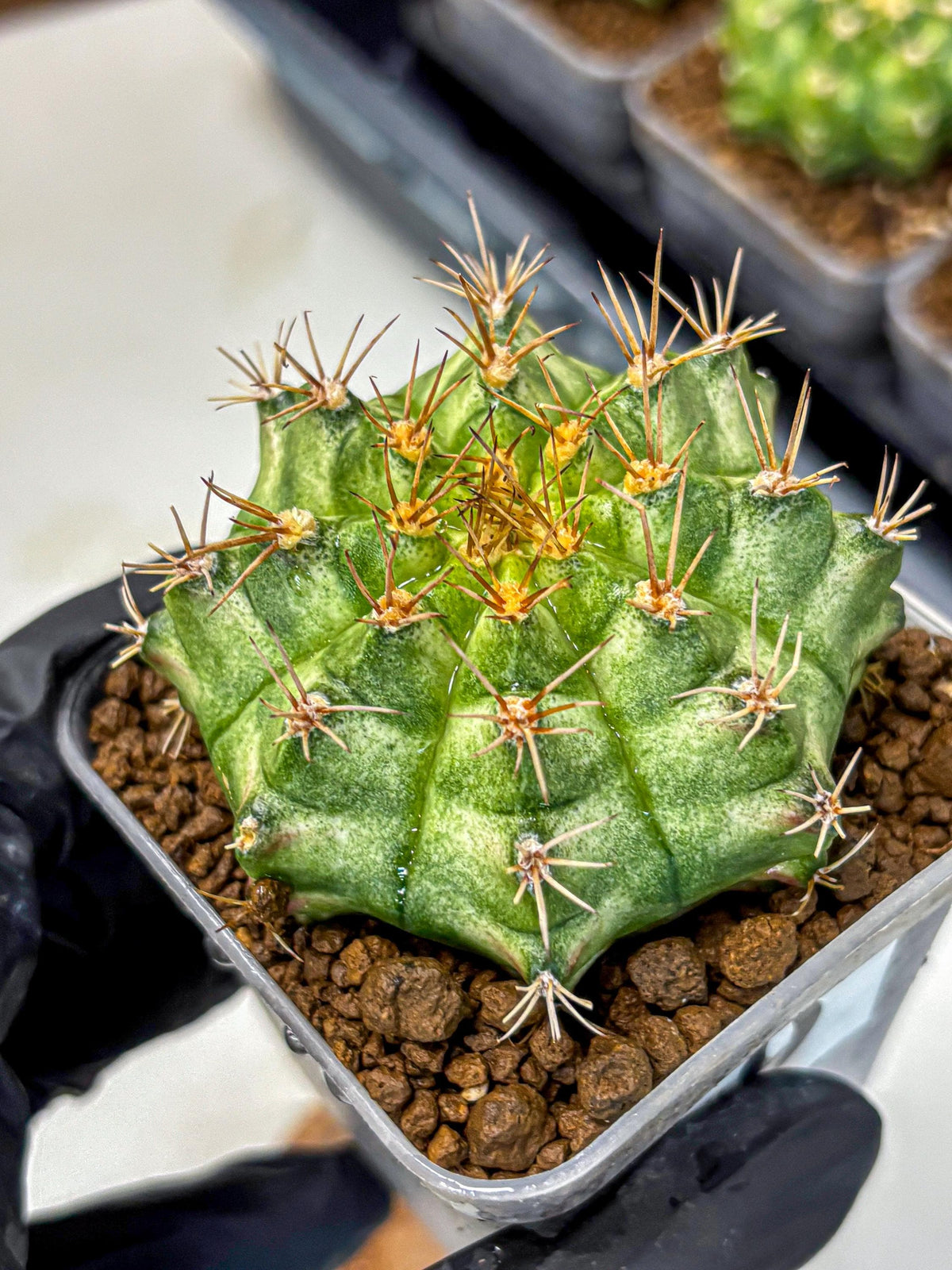 Gymnocalycium T-Lux Neon (gy14) (9) | Collector’s Edition
