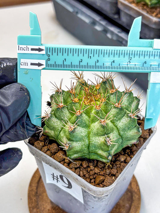 Gymnocalycium T-Lux Neon (gy14) (9) | Collector’s Edition