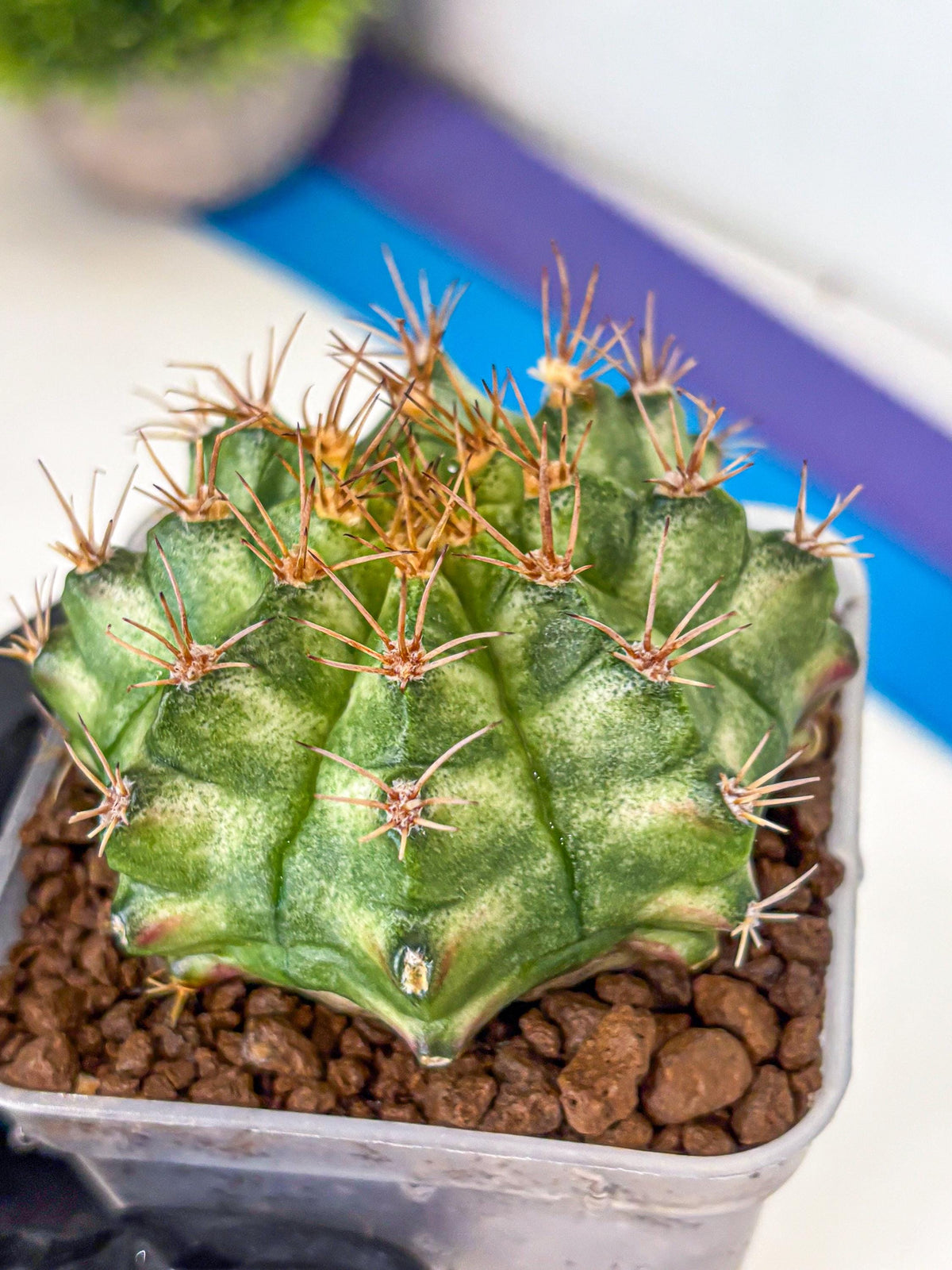 Gymnocalycium T-Lux Neon (gy14) (9) | Collector’s Edition