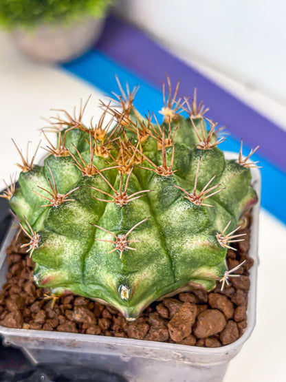Gymnocalycium T-Lux Neon (gy14) (9) | Collector’s Edition