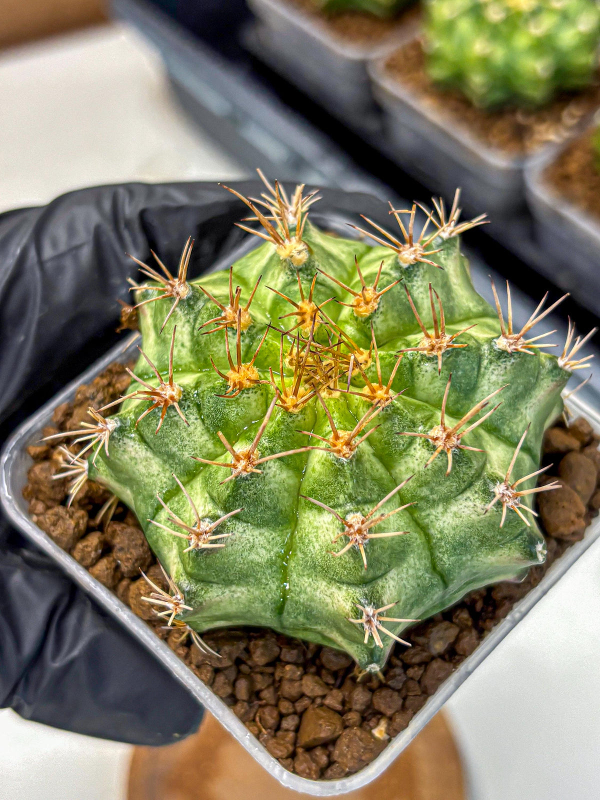 Gymnocalycium T-Lux Neon (gy14) (9) | Collector’s Edition