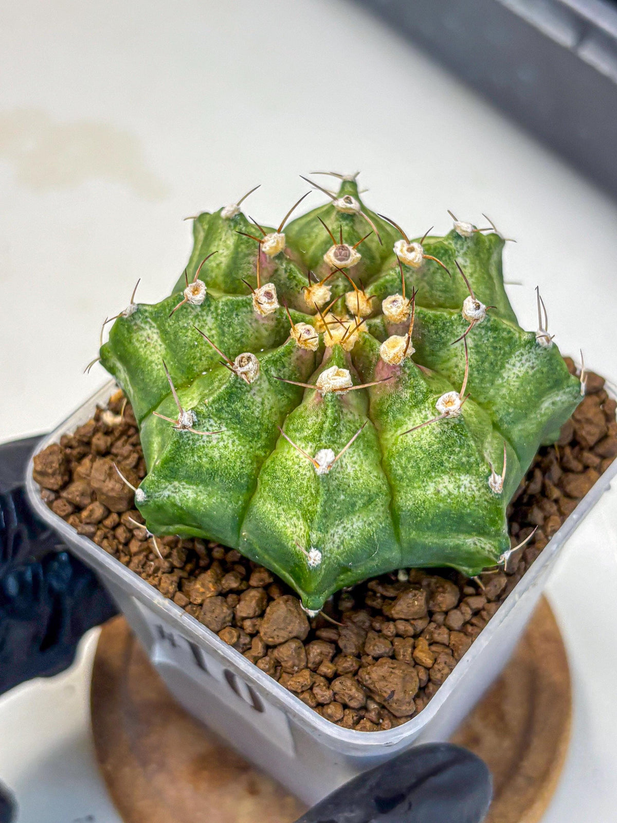 Gymnocalycium T-Lux Neon (gy14) (10) | Collector’s Edition