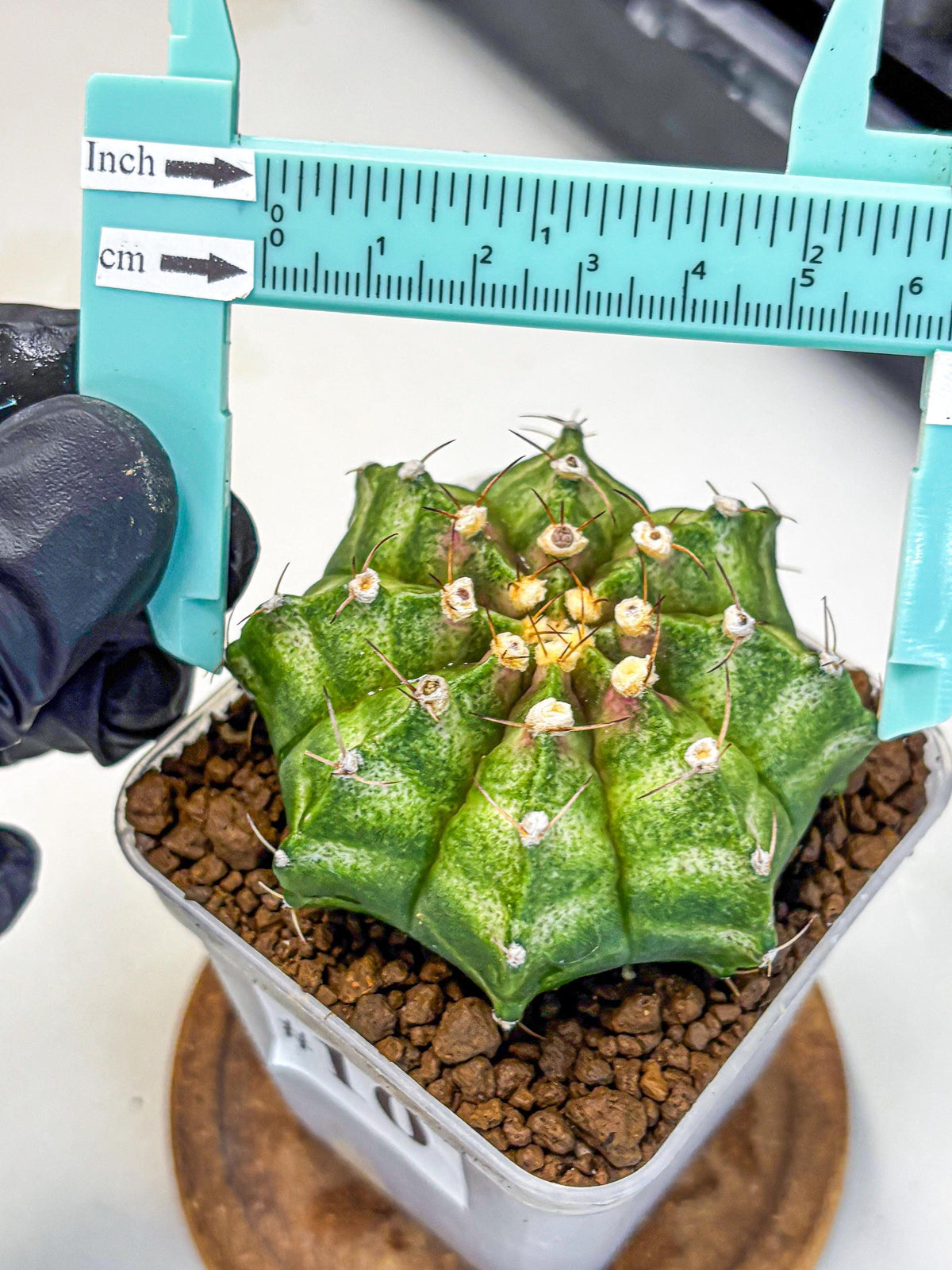 Gymnocalycium T-Lux Neon (gy14) (10) | Collector’s Edition