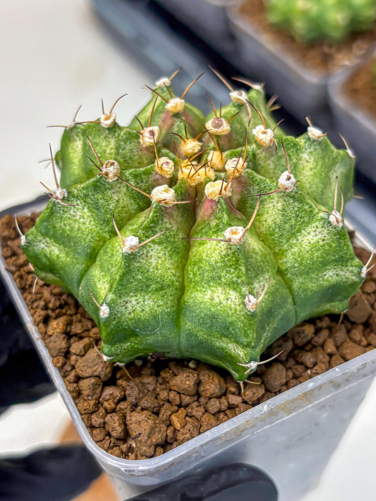 Gymnocalycium T-Lux Neon (gy14) (10) | Collector’s Edition