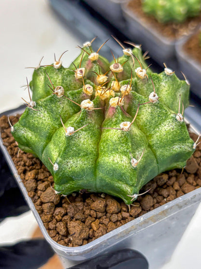 Gymnocalycium T-Lux Neon (gy14) (10) | Collector’s Edition