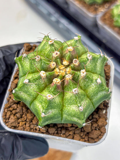 Gymnocalycium T-Lux Neon (gy14) (10) | Collector’s Edition
