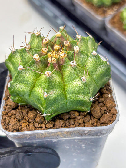 Gymnocalycium T-Lux Neon (gy14) (10) | Collector’s Edition