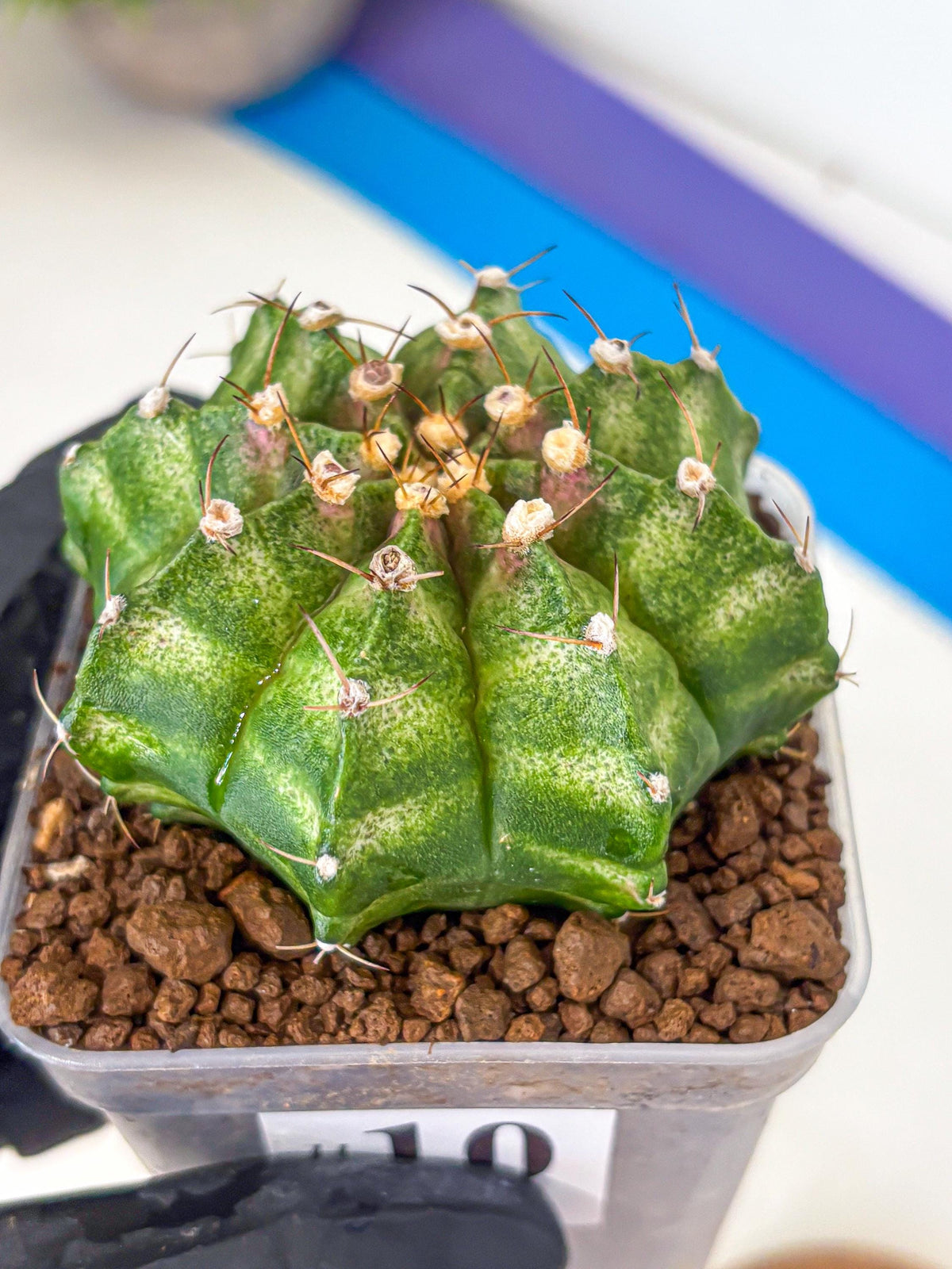 Gymnocalycium T-Lux Neon (gy14) (10) | Collector’s Edition