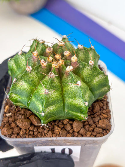 Gymnocalycium T-Lux Neon (gy14) (10) | Collector’s Edition