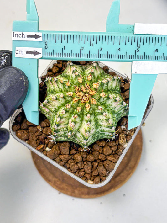 Gymnocalycium T-Lux Neon (gy14) (11) | Collector’s Edition