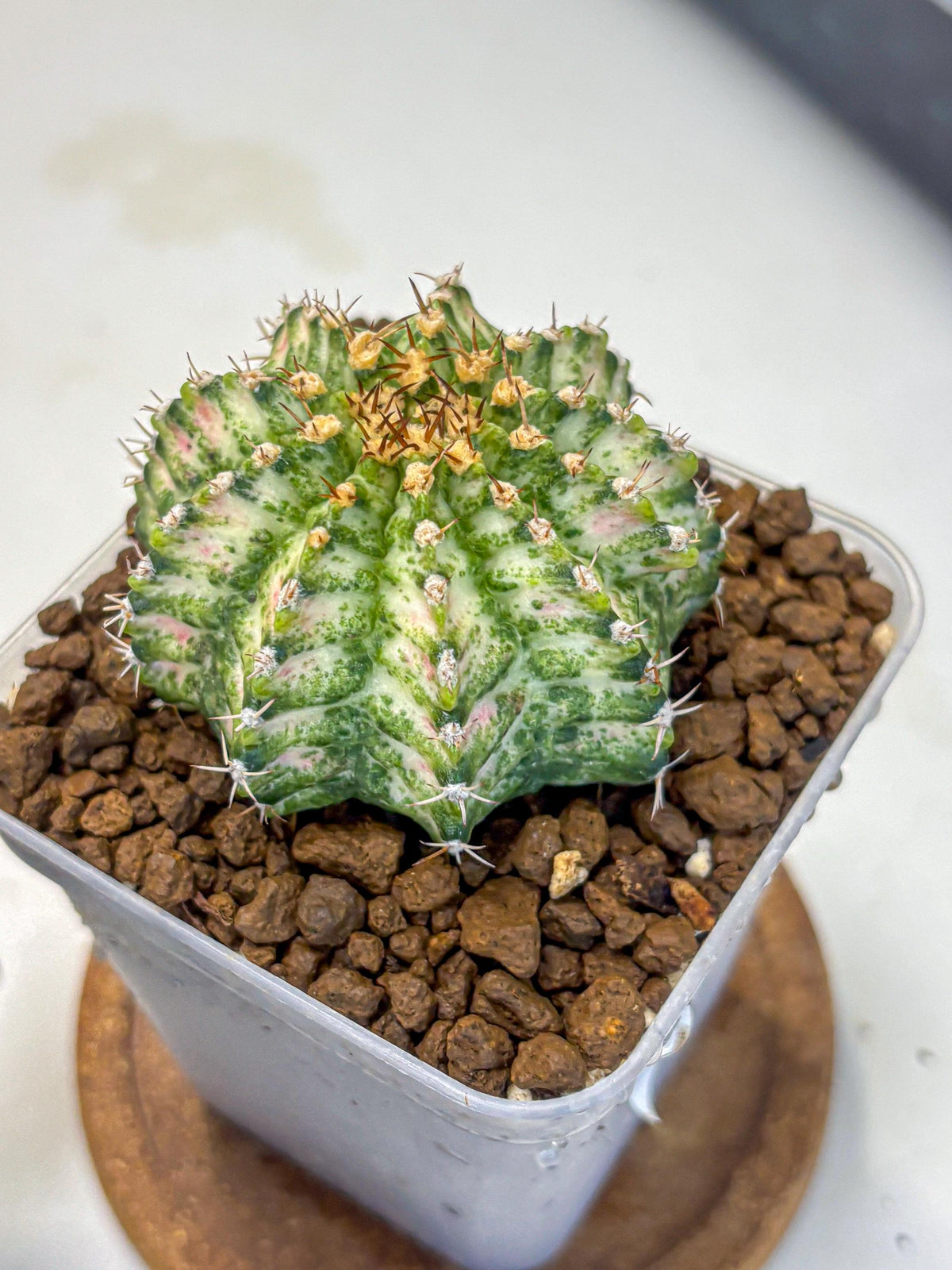 Gymnocalycium T-Lux Neon (gy14) (11) | Collector’s Edition