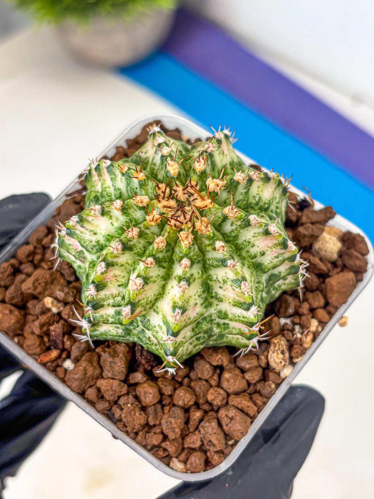 Gymnocalycium T-Lux Neon (gy14) (11) | Collector’s Edition