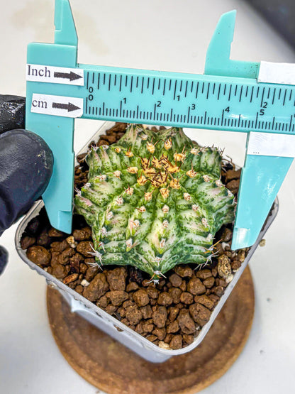 Gymnocalycium T-Lux Neon (gy14) (11) | Collector’s Edition