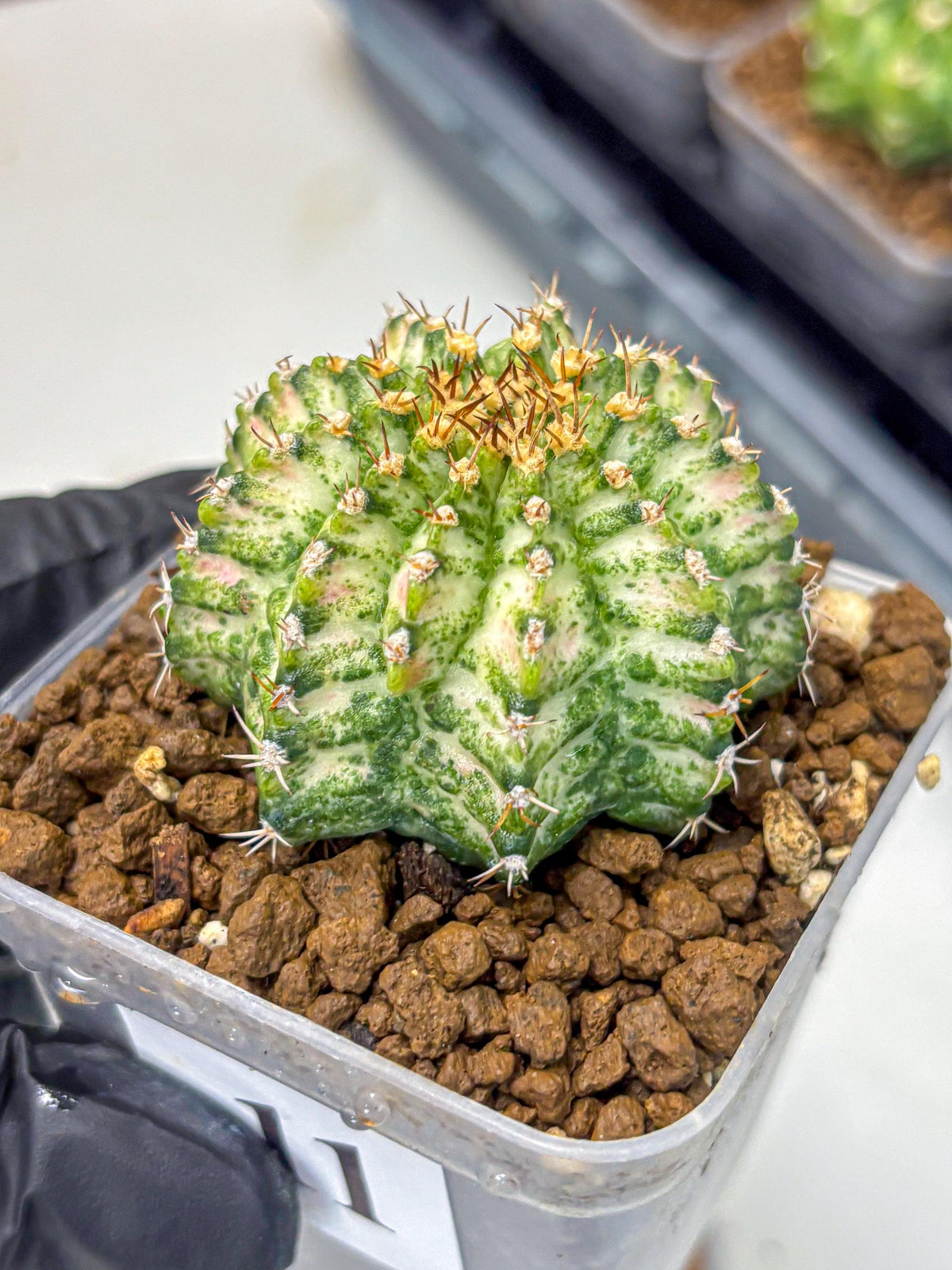Gymnocalycium T-Lux Neon (gy14) (11) | Collector’s Edition