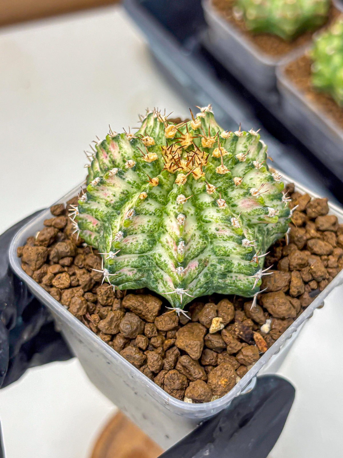 Gymnocalycium T-Lux Neon (gy14) (11) | Collector’s Edition