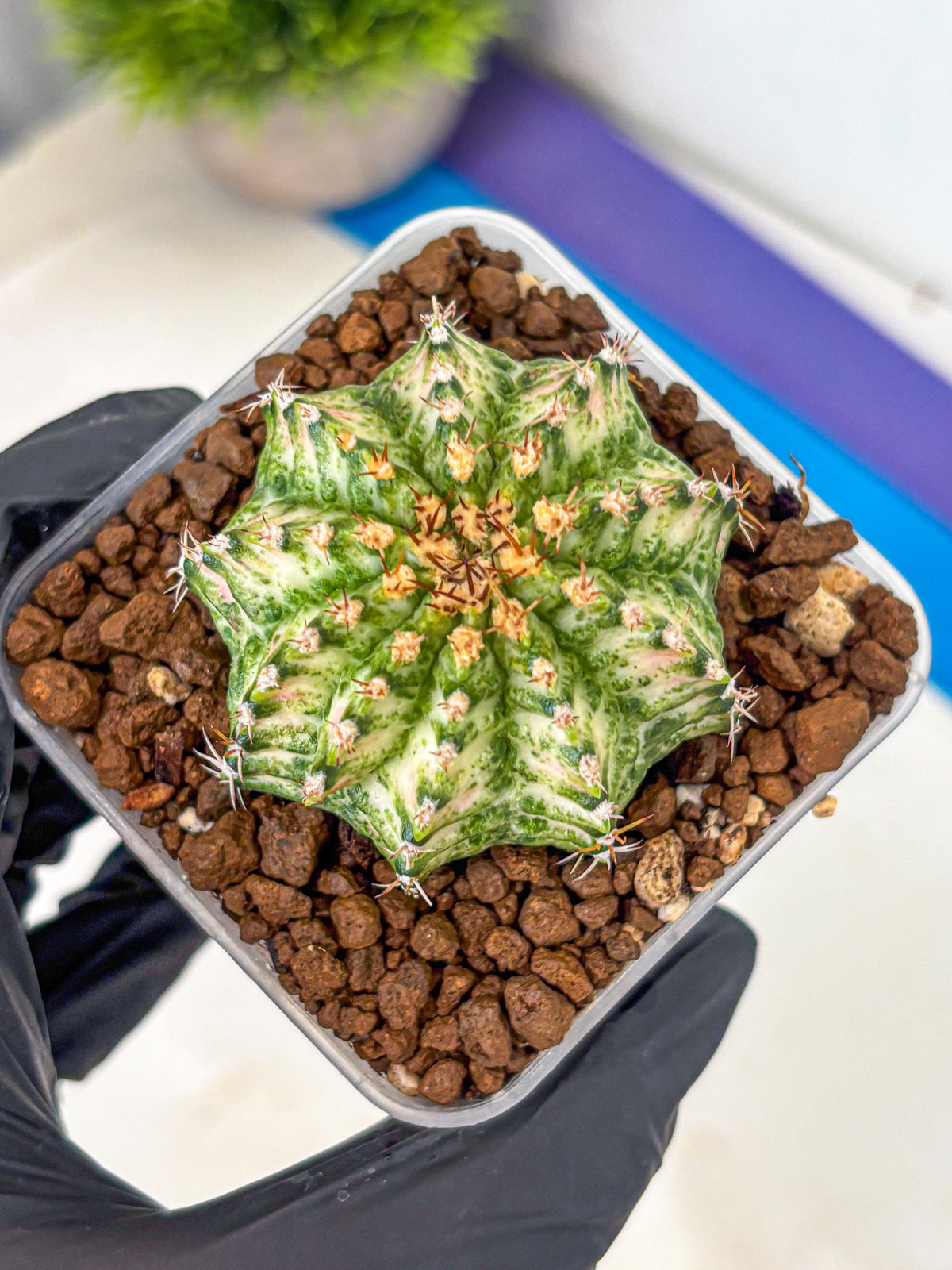 Gymnocalycium T-Lux Neon (gy14) (11) | Collector’s Edition