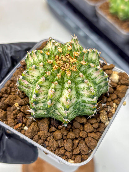 Gymnocalycium T-Lux Neon (gy14) (11) | Collector’s Edition