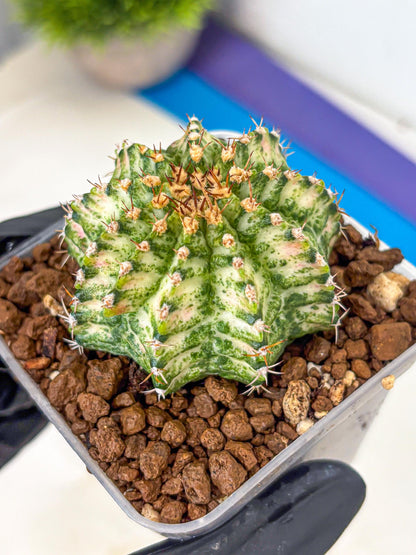 Gymnocalycium T-Lux Neon (gy14) (11) | Collector’s Edition