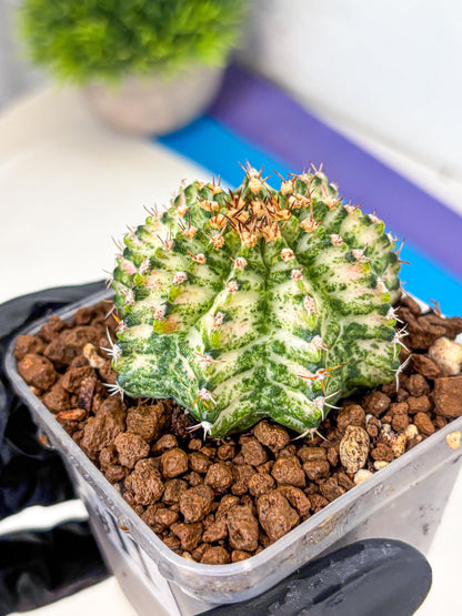Gymnocalycium T-Lux Neon (gy14) (11) | Collector’s Edition
