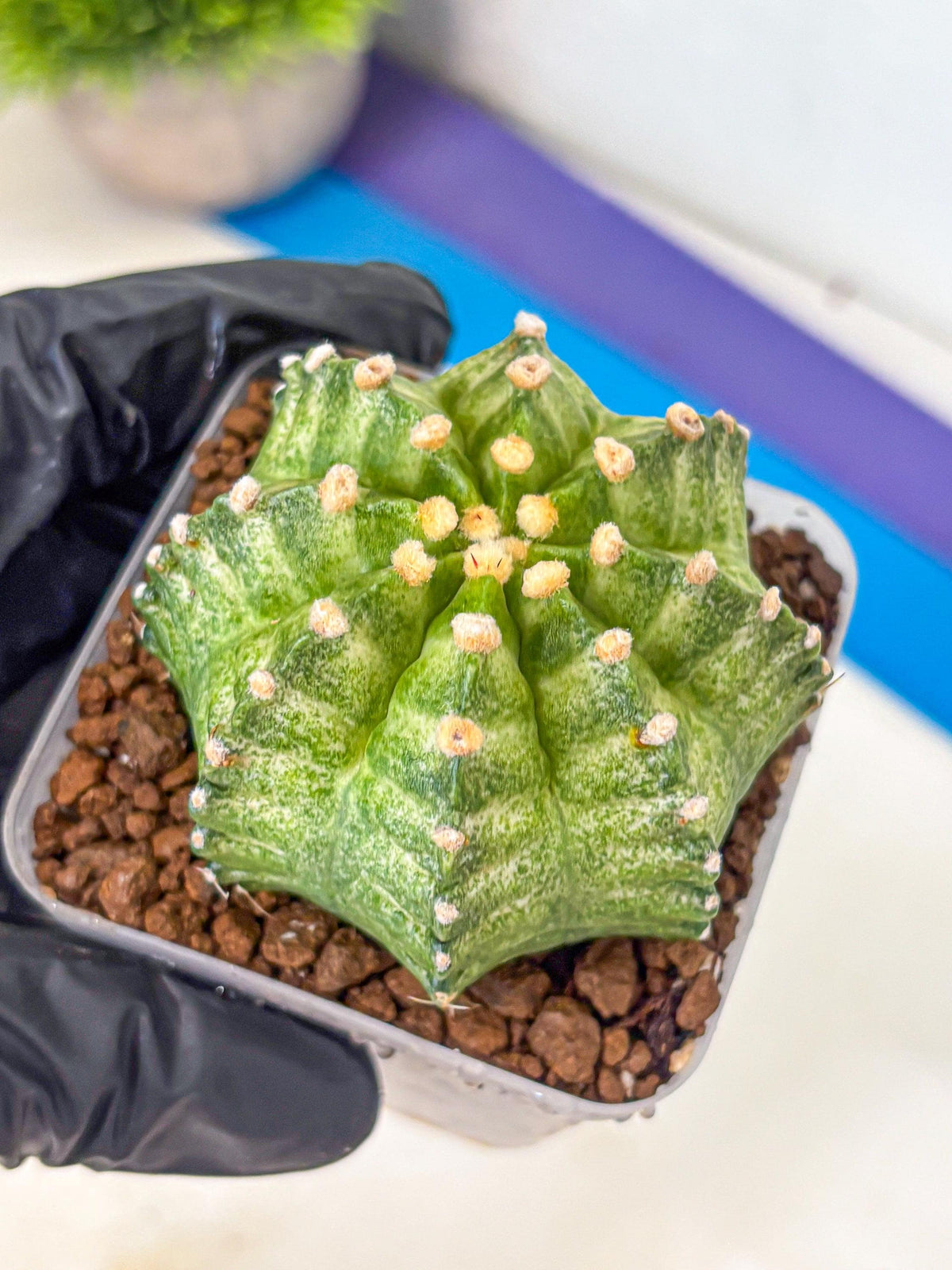 Gymnocalycium T-Lux Neon (gy14) (12) | Collector’s Edition