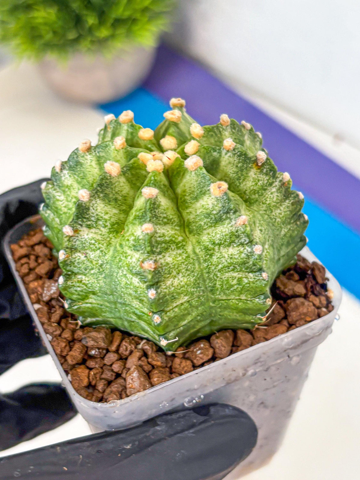 Gymnocalycium T-Lux Neon (gy14) (12) | Collector’s Edition