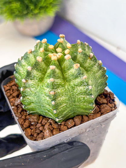 Gymnocalycium T-Lux Neon (gy14) (12) | Collector’s Edition