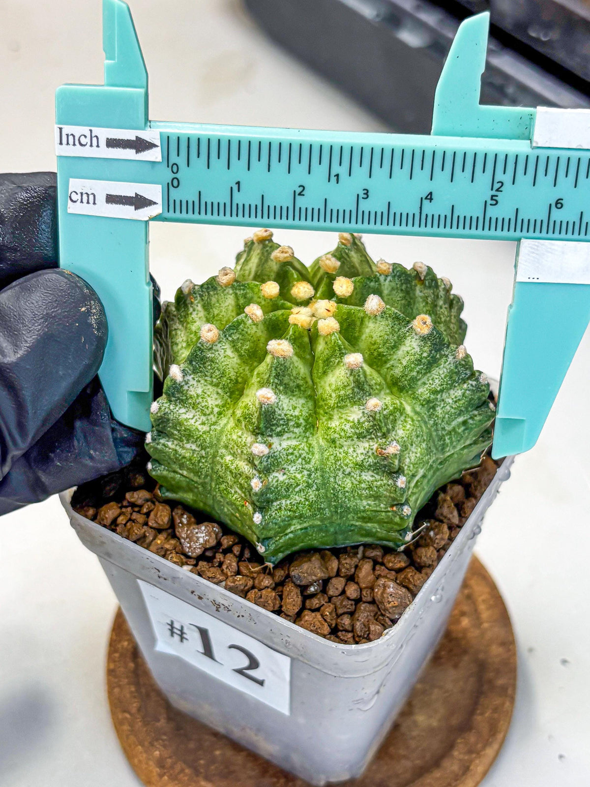 Gymnocalycium T-Lux Neon (gy14) (12) | Collector’s Edition