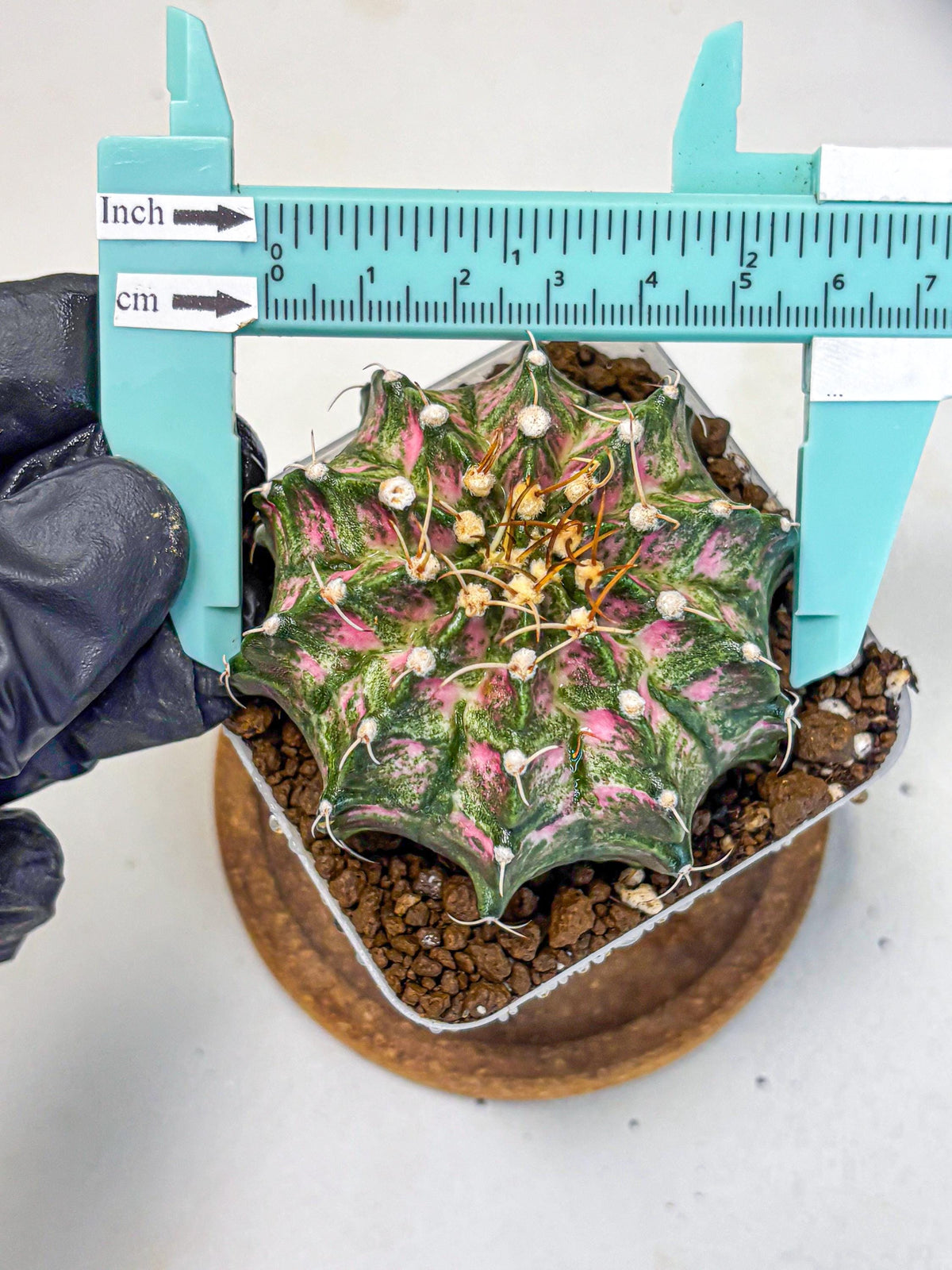 Gymnocalycium T-Lux Neon (gy14) (13) | Collector’s Edition