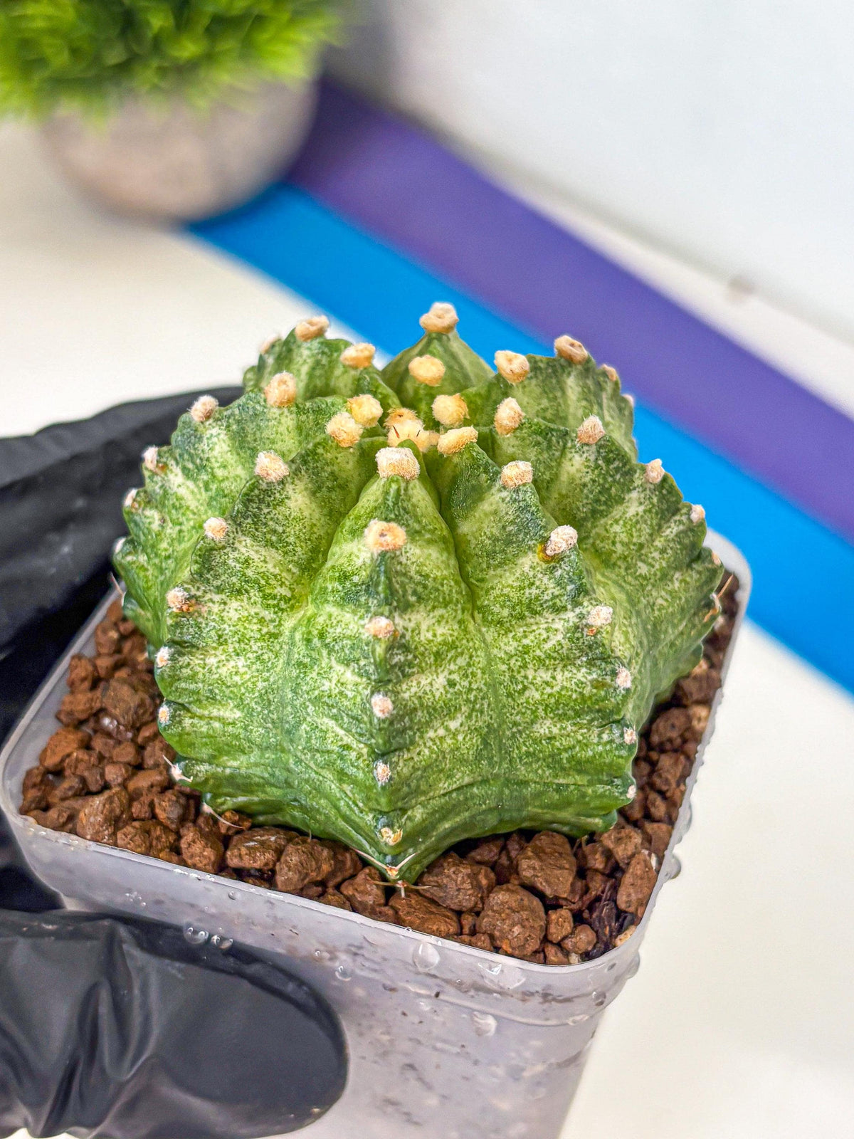 Gymnocalycium T-Lux Neon (gy14) (12) | Collector’s Edition