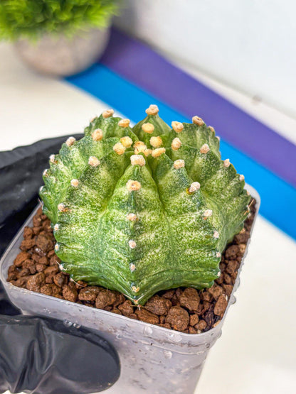 Gymnocalycium T-Lux Neon (gy14) (12) | Collector’s Edition