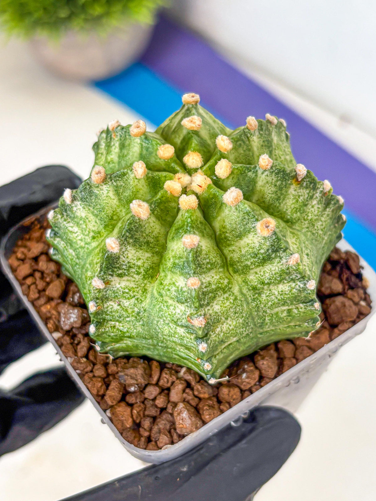 Gymnocalycium T-Lux Neon (gy14) (12) | Collector’s Edition