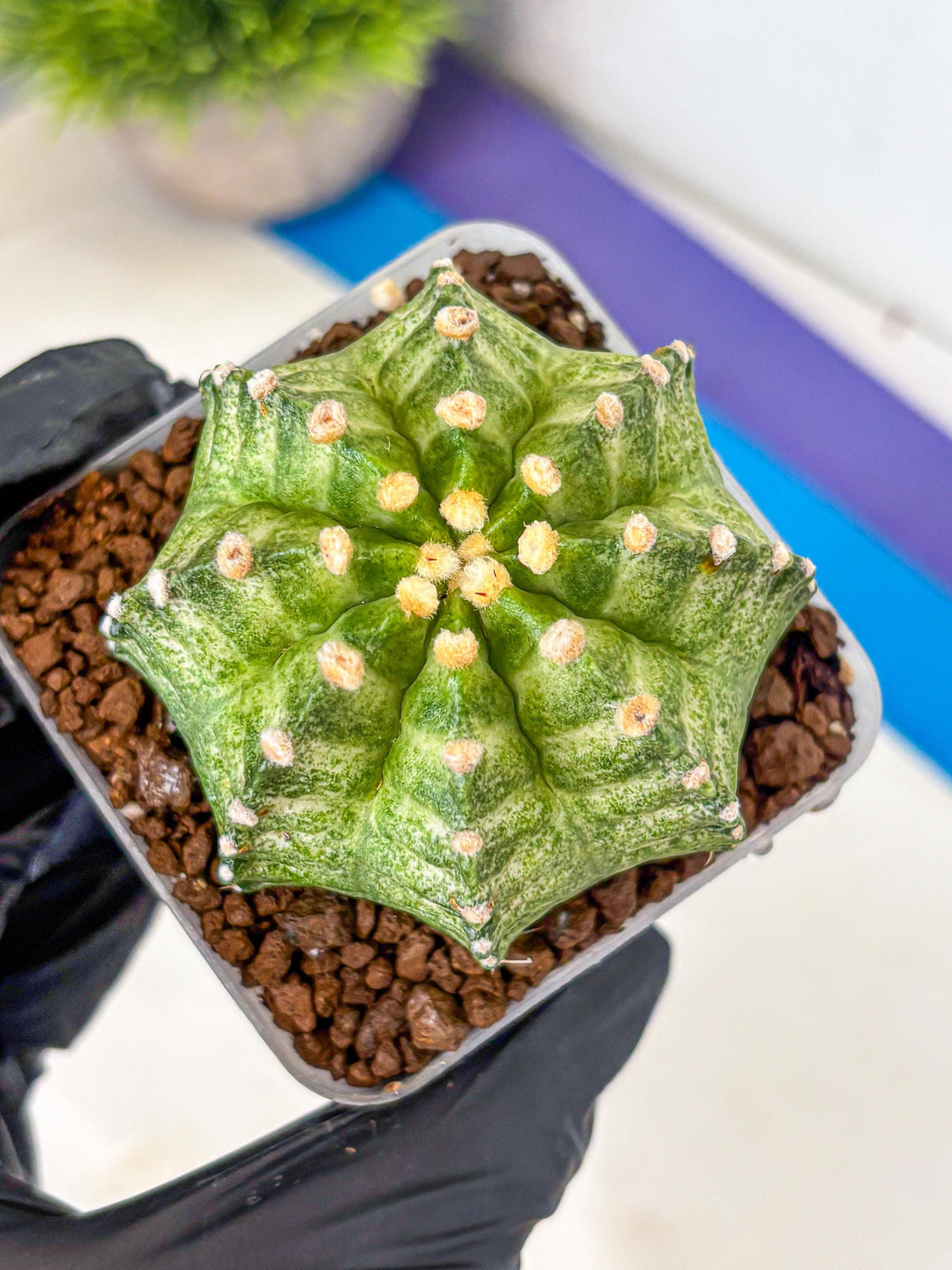 Gymnocalycium T-Lux Neon (gy14) (12) | Collector’s Edition
