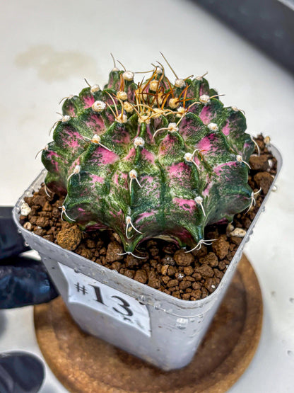 Gymnocalycium T-Lux Neon (gy14) (13) | Collector’s Edition