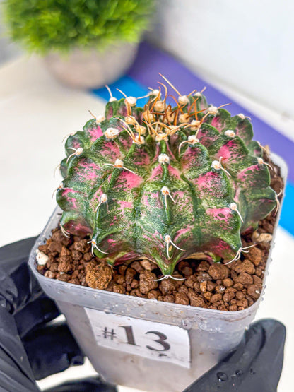 Gymnocalycium T-Lux Neon (gy14) (13) | Collector’s Edition