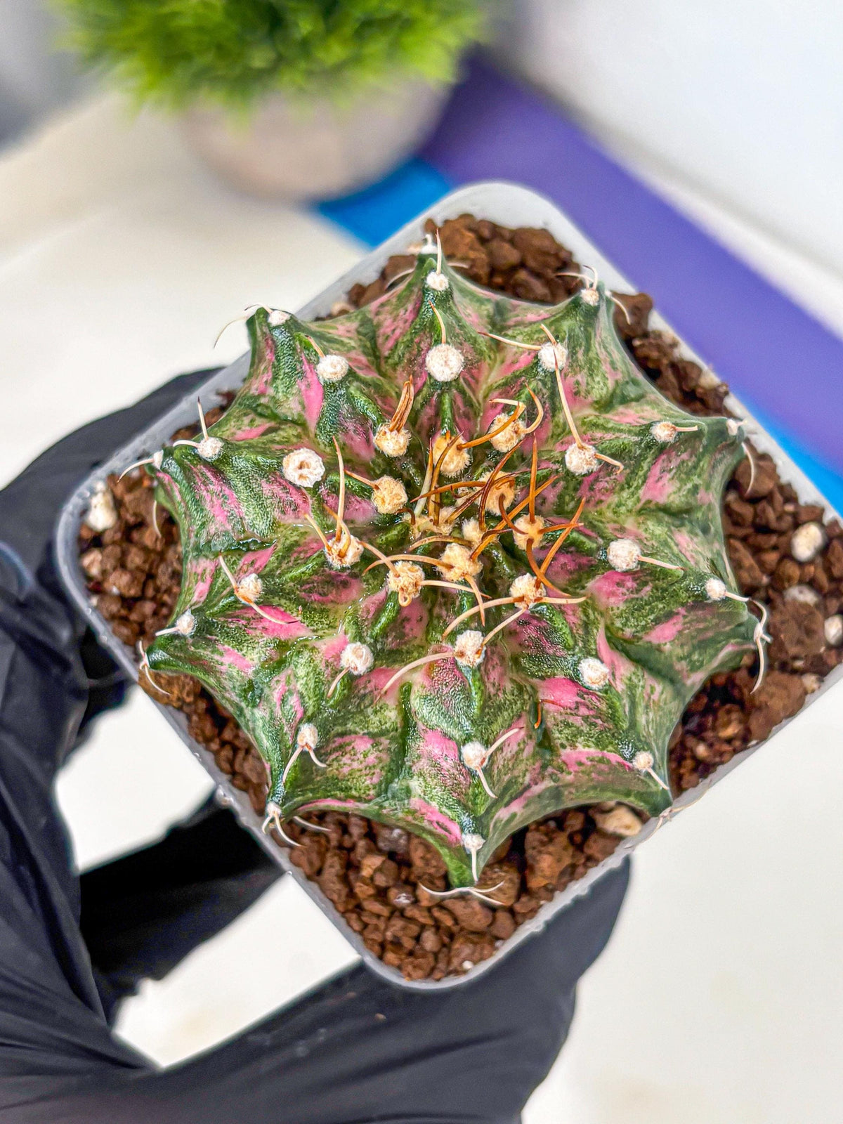 Gymnocalycium T-Lux Neon (gy14) (13) | Collector’s Edition