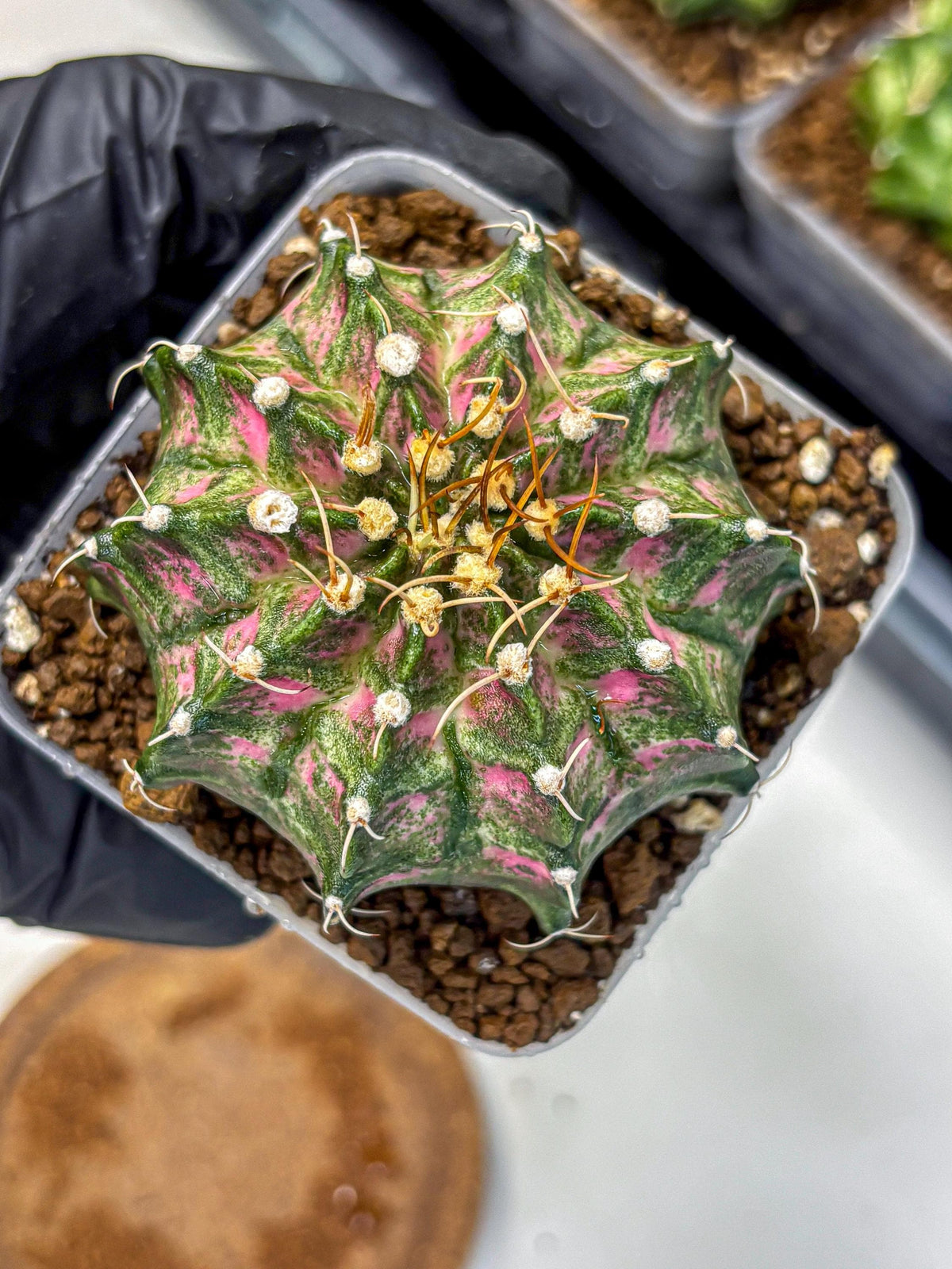 Gymnocalycium T-Lux Neon (gy14) (13) | Collector’s Edition
