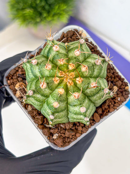 Gymnocalycium T-Lux Neon (gy14) (14) | Collector’s Edition