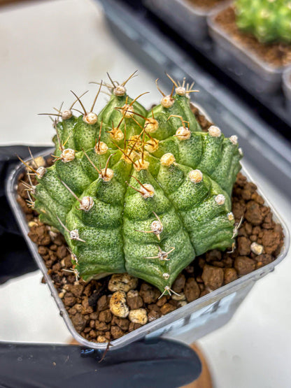 Gymnocalycium T-Lux Neon (gy14) (14) | Collector’s Edition