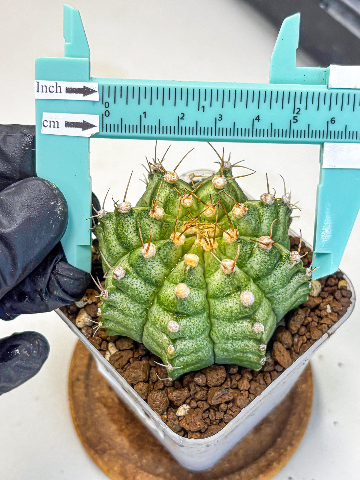 Gymnocalycium T-Lux Neon (gy14) (14) | Collector’s Edition