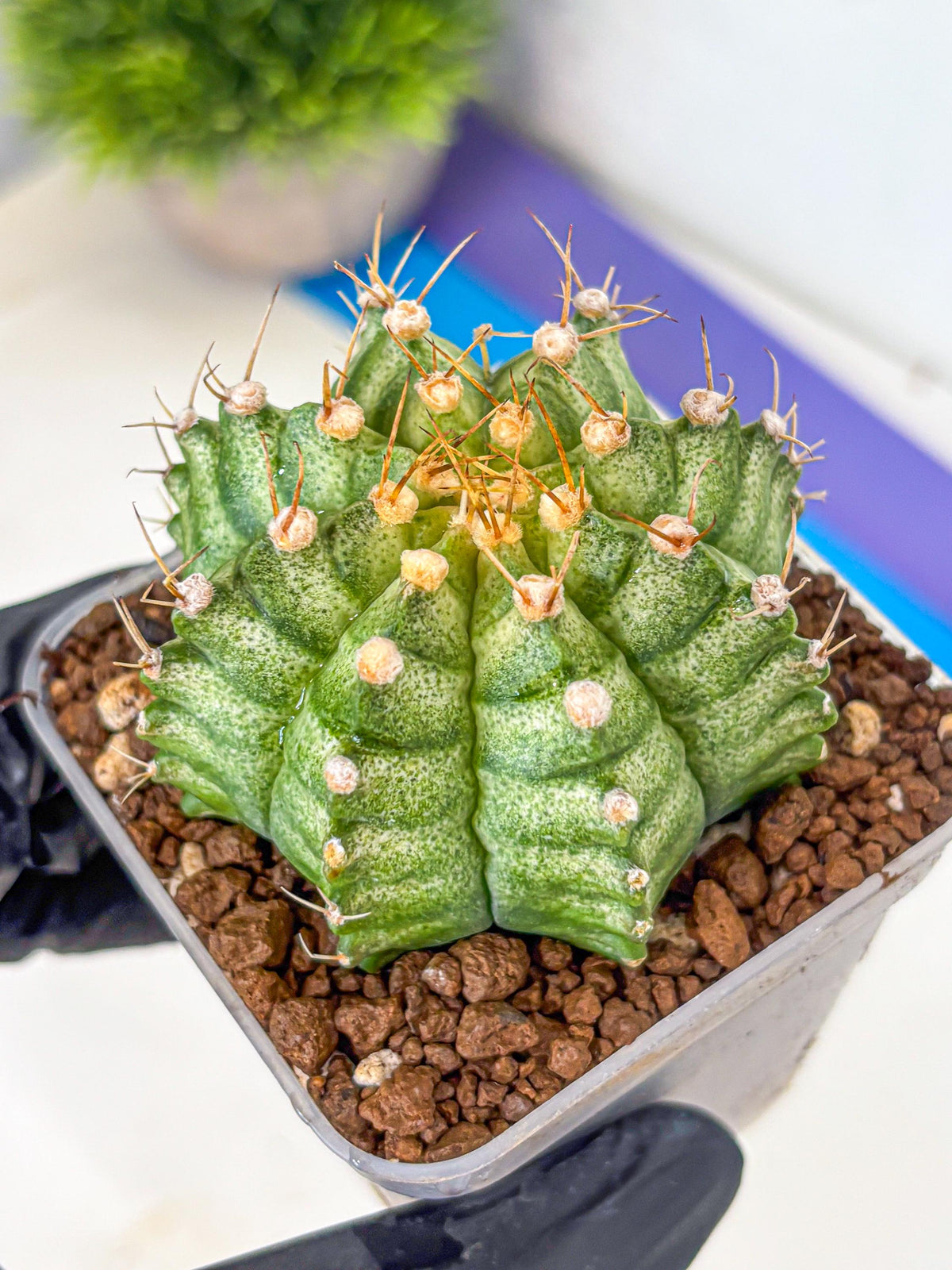 Gymnocalycium T-Lux Neon (gy14) (14) | Collector’s Edition