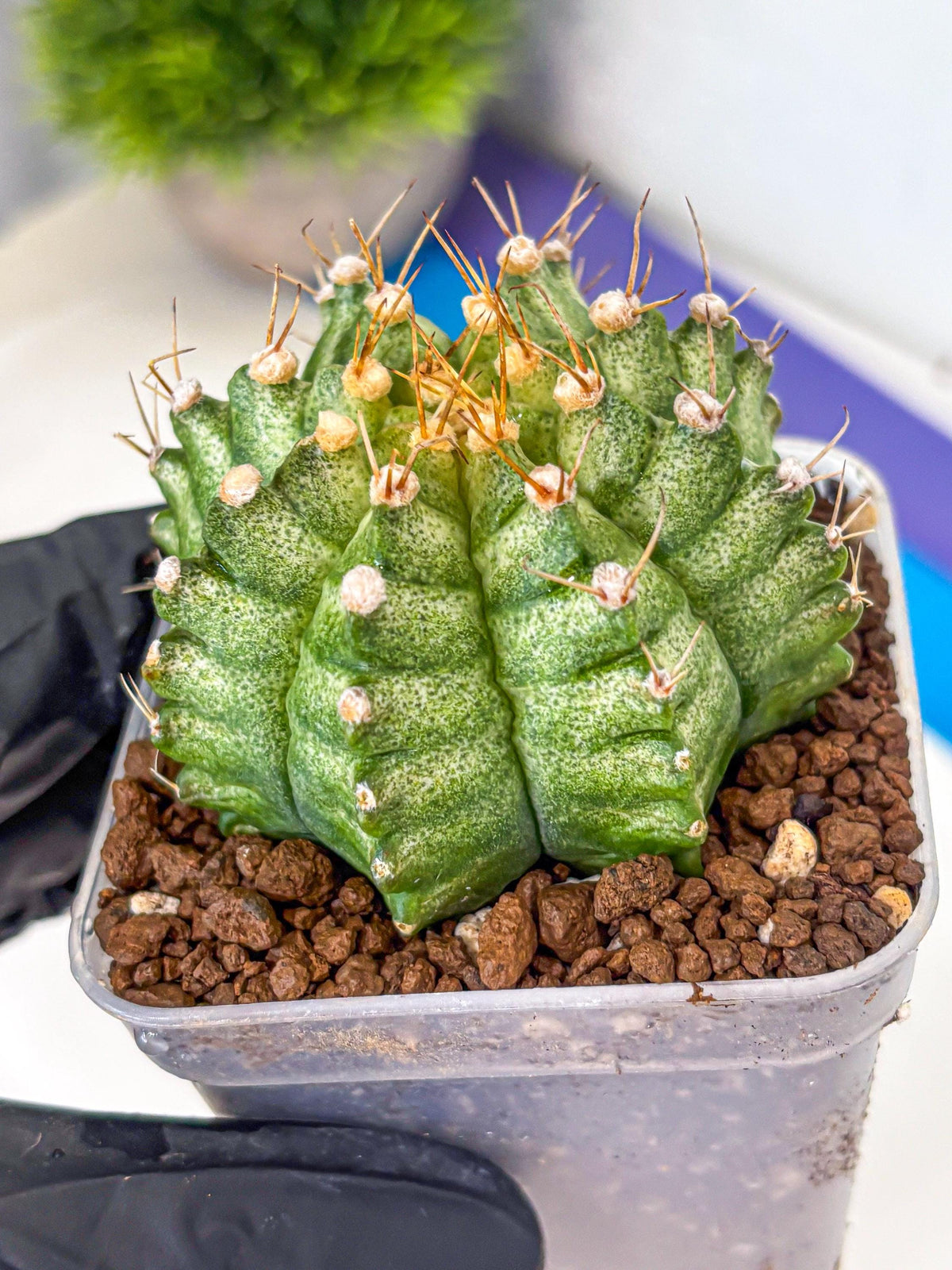 Gymnocalycium T-Lux Neon (gy14) (14) | Collector’s Edition